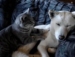 Cat massaging dog